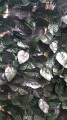 0031e7ff64907f11ff2a7c347f789fea