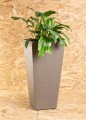 sonata_70_primeoak_ar001.jpg